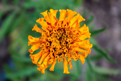 Close-up of yellow flower