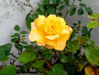 Close-up of yellow rose