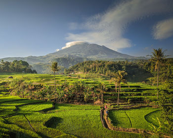 Scenic view of agricultural field against sky