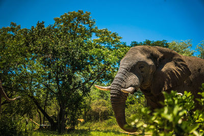 View of elephant on land against sky