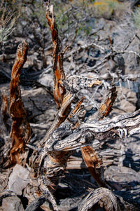 Close-up of tree trunk in forest