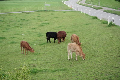 Cows grazing in a field