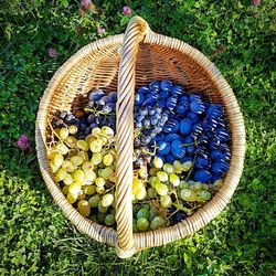 High angle view of fruits in basket