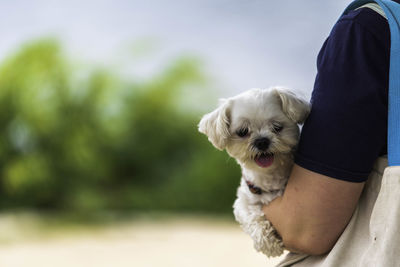 Cropped hand holding dog