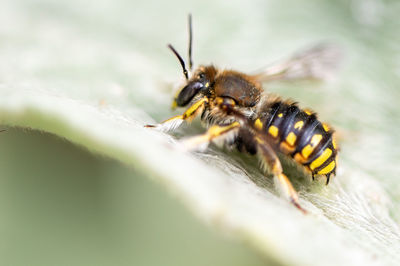 Close-up of bee