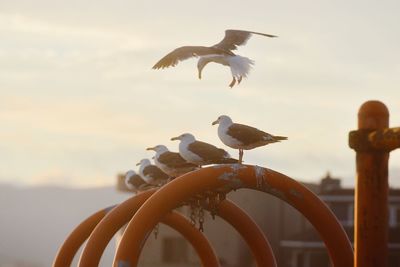 Birds flying against sky