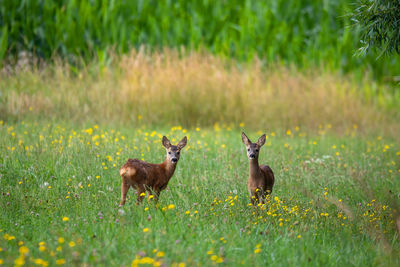 Deer on field