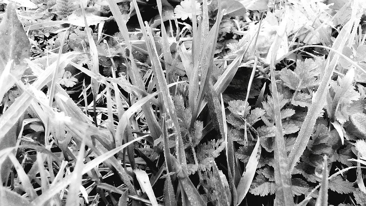 growth, plant, close-up, grass, field, nature, leaf, full frame, day, high angle view, no people, backgrounds, outdoors, fragility, freshness, growing, dry, beauty in nature, sunlight, abundance