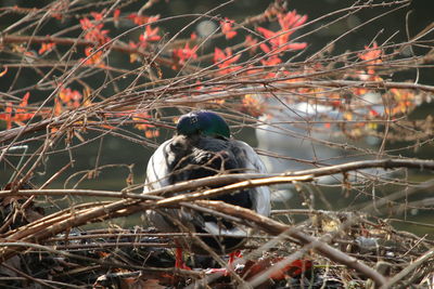 Bird perching amonst branches