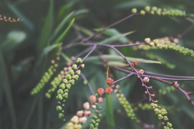 Close-up of berries growing on plant