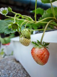 Close-up of strawberry growing on plant