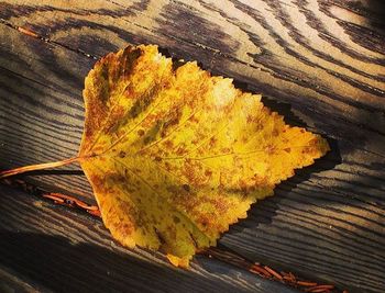 Close-up of leaves on wood