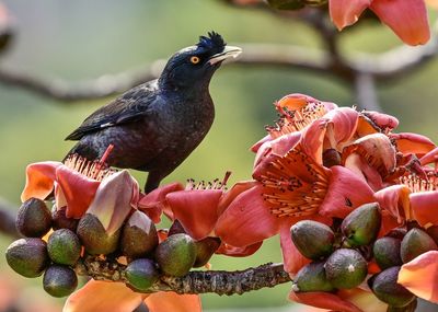 Close-up of bird perching on a hand