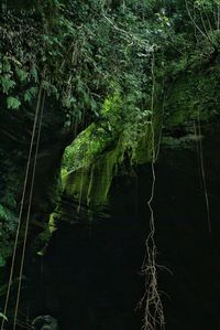 Trees in forest