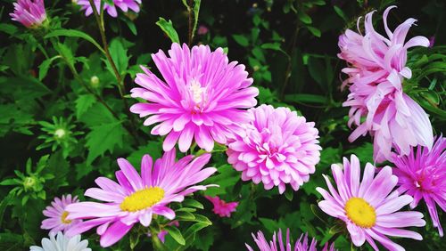 Close-up of pink flowers blooming outdoors