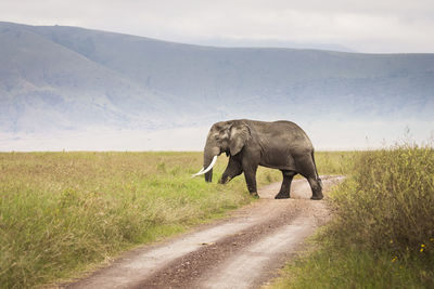 View of elephant on dirt road