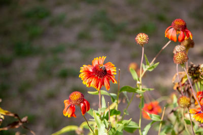 Close-up of orange flowering plants