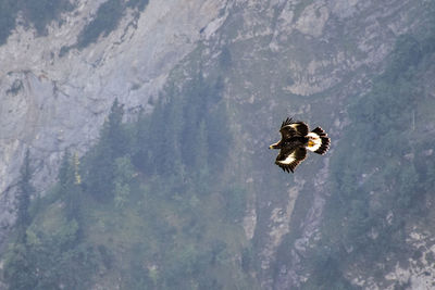High angle view of bird flying over mountain