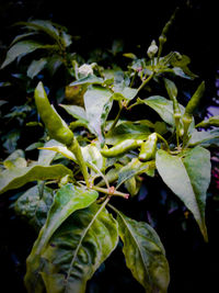 Close-up of plants