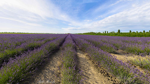 Scenic view of lavender field against sky