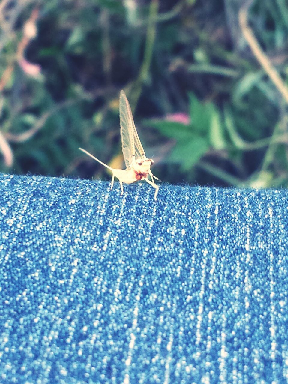 one animal, animals in the wild, animal themes, wildlife, insect, dragonfly, focus on foreground, close-up, selective focus, nature, outdoors, day, flying, animal wing, spread wings, no people, full length, wing, blue, beauty in nature