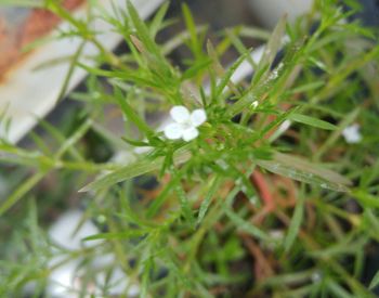 Close-up of plant