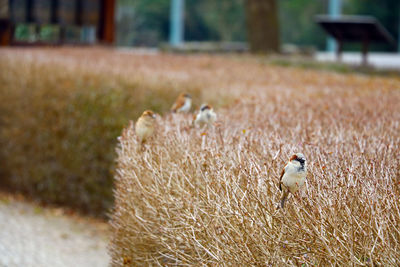 Bird perching on a field