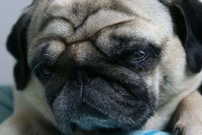 Close-up portrait of pug