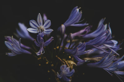 Close-up of purple flowering plant against black background