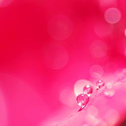 Close-up of pink rose flower