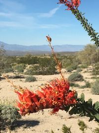 Red cactus growing on landscape against sky