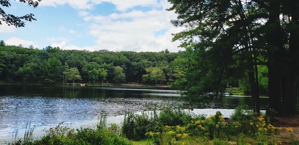 Scenic view of lake in forest against sky