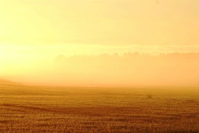 Idyllic shot of field in foggy weather during sunrise