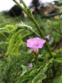 Close-up of pink flowering plant