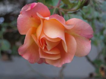 Close-up of pink rose