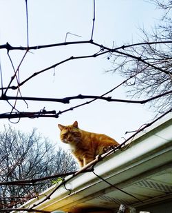Low angle view of cat sitting on bare tree against sky