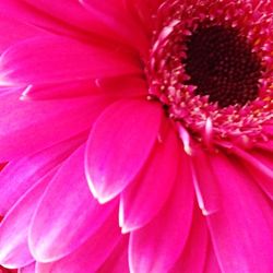 Close-up of pink flower