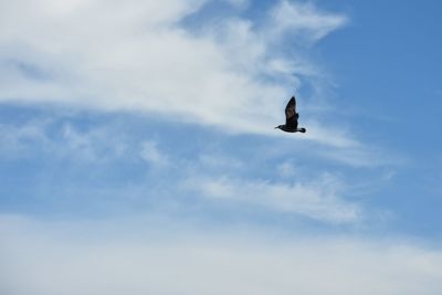 Low angle view of bird flying in sky