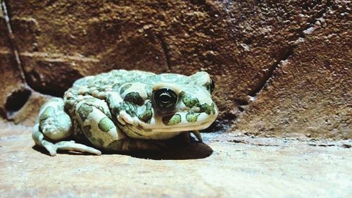 Portrait of a monkey