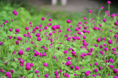 Close-up of pink flowering plants on field