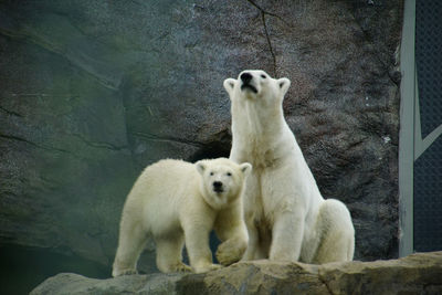 View of two polar bears on rock in zoo