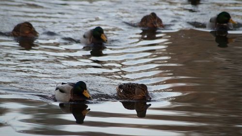 Ducks swimming on lake