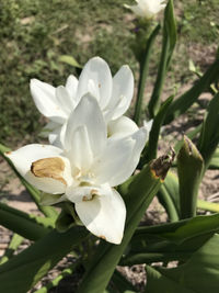 Close-up of white flower