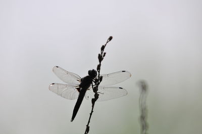 Close-up of dragonfly on twig