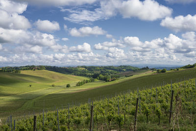 Scenic view of agricultural field against sky