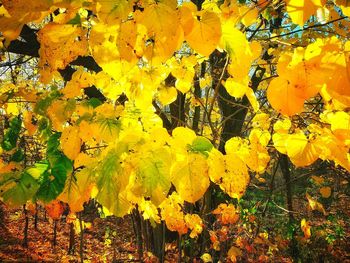 Full frame shot of yellow abstract background