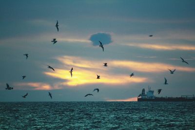 Bird flying over sea