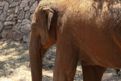 Close-up of elephant on sunny day