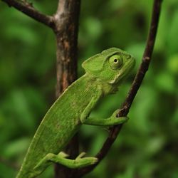 Close-up of a lizard on a tree