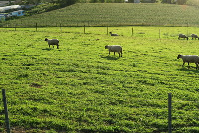 Sheep grazing in a field